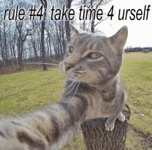 Cat Rules Krejaxx GIF - Cat Rules Krejaxx GIFs