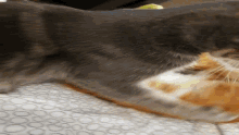 Pupuce Cat GIF - Pupuce Cat Chat GIFs