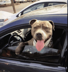 Dogs Driving Pitbulls GIF - Dogs Driving Pitbulls Hop In GIFs