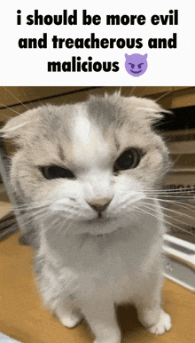 Silly Cat Cat Meme GIF