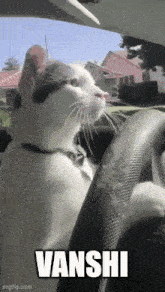 a white cat is sitting in the driver 's seat of a car with vanshi written on the bottom