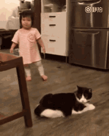 Bad Toddler GIF - Bad Toddler Cat GIFs