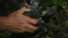 Returning The Crab To Nature Primal Survivor GIF - Returning The Crab To Nature Primal Survivor Luring In The Coconut Crab GIFs