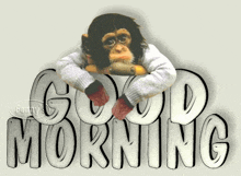 a picture of a chimpanzee with the words good morning behind him