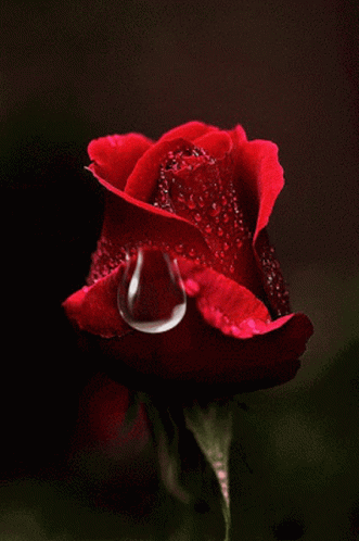 Teardrop Rose GIF - Teardrop Rose Red Rose GIFs