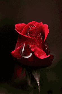 teardrop rose red rose red flower
