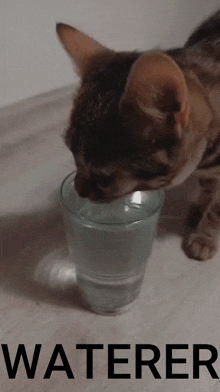 a cat drinking water from a glass with the word waterer on the bottom