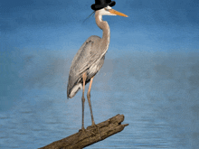 a bird wearing a top hat is perched on a log