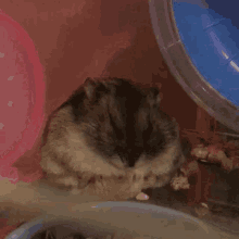 Hamster Cute Hamster GIF - Hamster Cute Hamster Smh GIFs