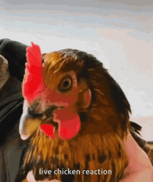 Chicken Chickenreaction GIF - Chicken Chickenreaction Chicken Stare GIFs