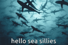 Shaeks Sharks GIF