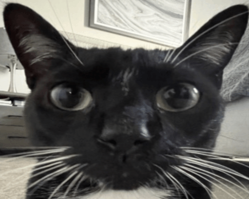 Silly Cat I Wish Cars Were Real Gif Silly Cat I Wish Cars Were Real Discover Share Gifs