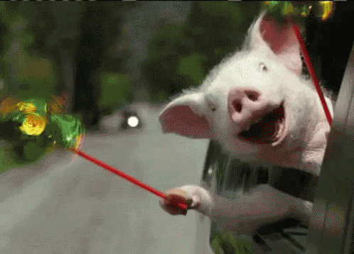 Happy Pig GIF - Happy Pig Car GIFs
