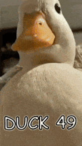 a close up of a duck with the words duck 49 written above it