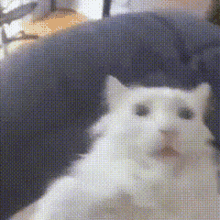 Funny Cat GIF - Funny Cat Bruh GIFs