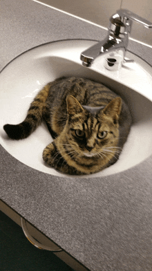Katze Im Waschbecken GIF