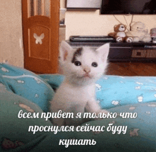 a kitten is laying on a blue blanket with russian writing