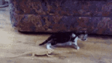 Cat Scared GIF - Cat Scared Funny GIFs