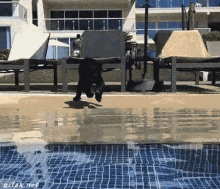 Cats Do Not Like Water GIF - Swimming Pool Cat Water GIFs