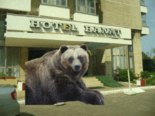 a bear is standing in front of a building that says hotel banat
