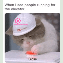 a cat wearing a hard hat is pressing a red button with the caption " when i see people running for the elevator "