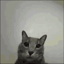 Gato Sacando El Dedo Del Medio GIF - Gato Sacando El Dedo Del Medio GIFs