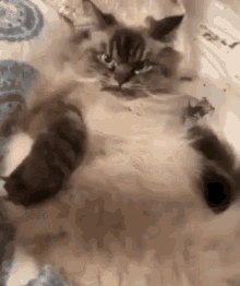 Tá Revoltado é? / Gato / Gatinho Nervoso /  Irritado GIF - Cat Angry Pissed Off GIFs