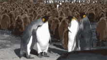 Funny Animals High Five GIF - Funny Animals High Five Penguin GIFs