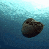 Nautilus Floating GIF - Nautilus Floating Wistful GIFs