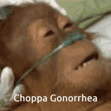 Choppa Mald Monkey GIF - Choppa Mald Monkey Sick GIFs