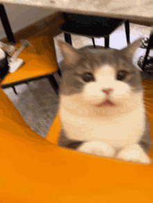 Tudou Mr Potato Cat GIF - Tudou Mr Potato Cat Confused Cat GIFs