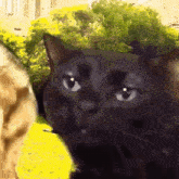 Cat Cat Meme GIF - Cat Cat Meme Cats GIFs
