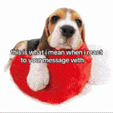 a beagle puppy is laying on a red heart shaped pillow