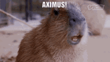 Aximus Tarkov GIF - Aximus Tarkov Ammo GIFs