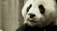 Que Delícia, Cara / Urso Panda / Delicioso GIF - Delicious Bear Panda GIFs