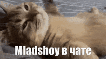 Mladshoy GIF - Mladshoy GIFs
