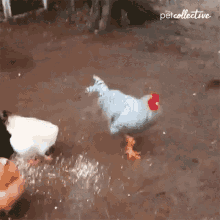 Feeding The Pet Collective GIF - Feeding The Pet Collective Chicken GIFs