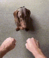 a dachshund is standing on a carpet next to a person 's fists .