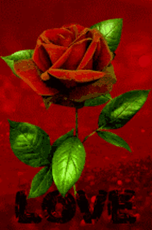 6ix9ine Rose GIF