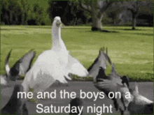 Saturday Meme GIF - Saturday Meme Goose GIFs