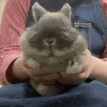 Bunny Bunny Cute GIF