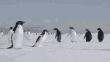 Gliding Penguin Continent7 GIF - Gliding Penguin Continent7 Antarctica GIFs