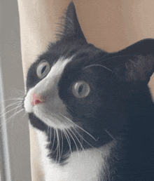a close up of a black and white cat looking at the camera