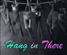 Cute Hang In There GIF - Cute Hang In There Cats GIFs