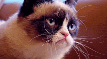 Look GIF - Grumpy Cat Cat GIFs