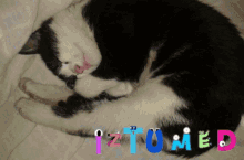 Iztumked Kitty GIF - Iztumked Kitty Pet GIFs