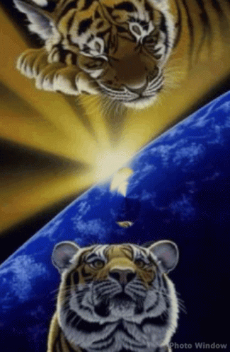 Cool Tiger GIF - Cool Tiger Zoom In - Discover & Share GIFs
