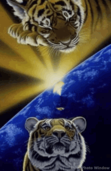 Cool Tiger GIF - Cool Tiger Zoom In GIFs
