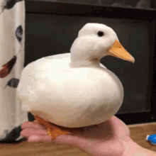 Duckinhand Duckpfp GIF - Duckinhand Duck Duckpfp GIFs