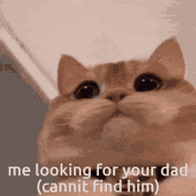 Dad Cat GIF - Dad Cat Meme GIFs